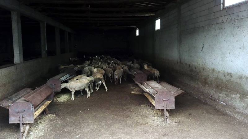 Kapalı ahırda yemliklerin arasında duran koyunlar