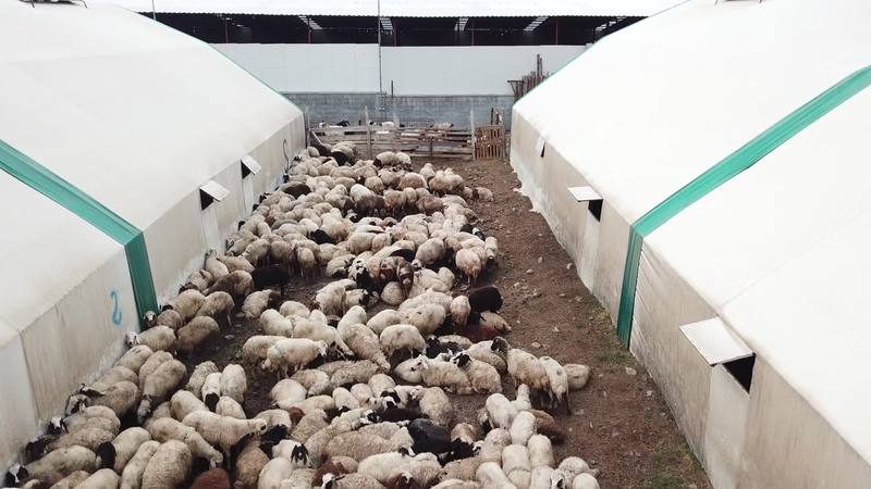 Tünel tipi ahırların arasındaki bölmede bir arada duran koyunlar ve kuzular