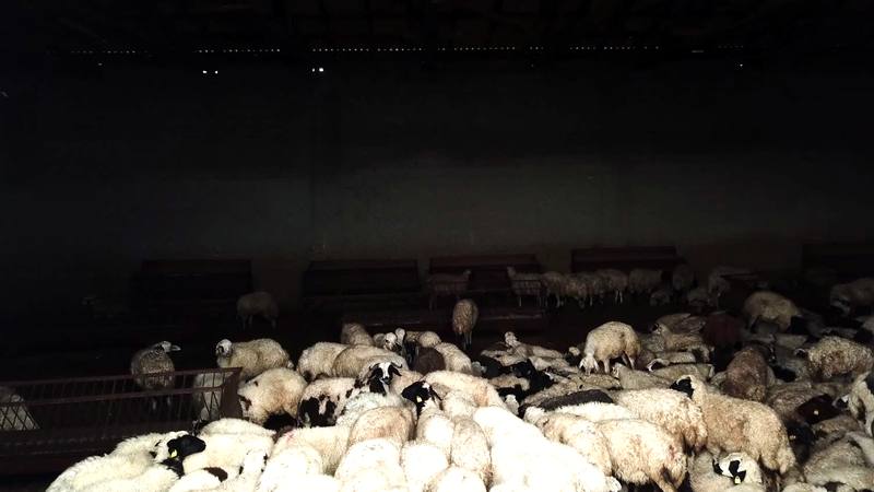 Kapalı ahırdaki kuzu bölmesinde bir arada duran kuzular